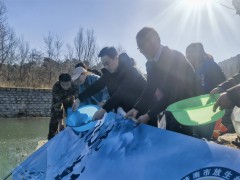 泰山赤鳞鱼科学放流：珍稀物种回归自然